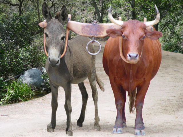 Donkey and Ox yoked together